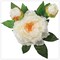 Elegant Cream Peony Arrangement in Glass Square Vase by Floral Home&#xAE;